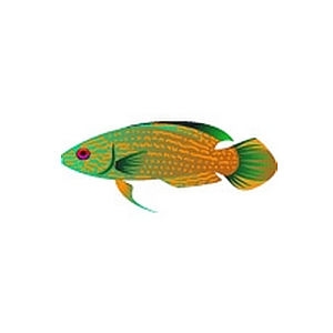 Prairie Fairy Wrasse